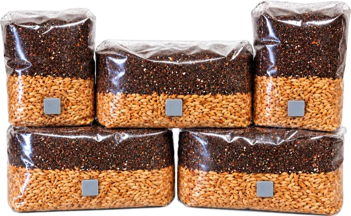 All-in-one grow bags with grain below and substrate above, each with an injection port